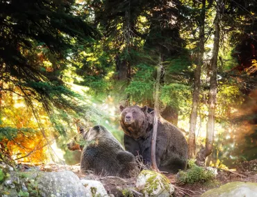Rainforest to Rockies Discovery
